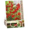 Crocosmia Lucifer