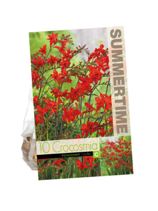 Crocosmia Lucifer