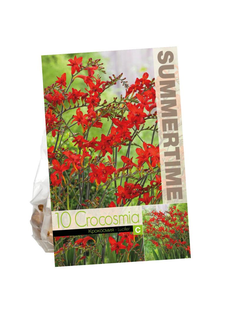 Crocosmia Lucifer