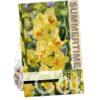 Gladiolus Maxial