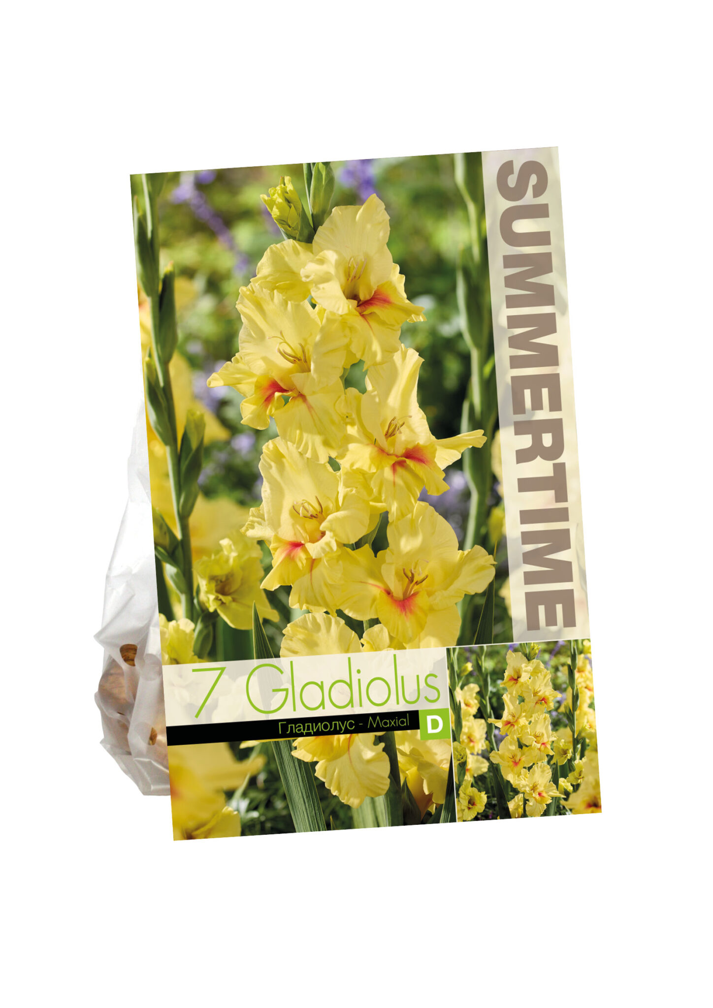 Gladiolus Maxial