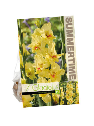Gladiolus Maxial