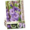 Gladiolus Milka