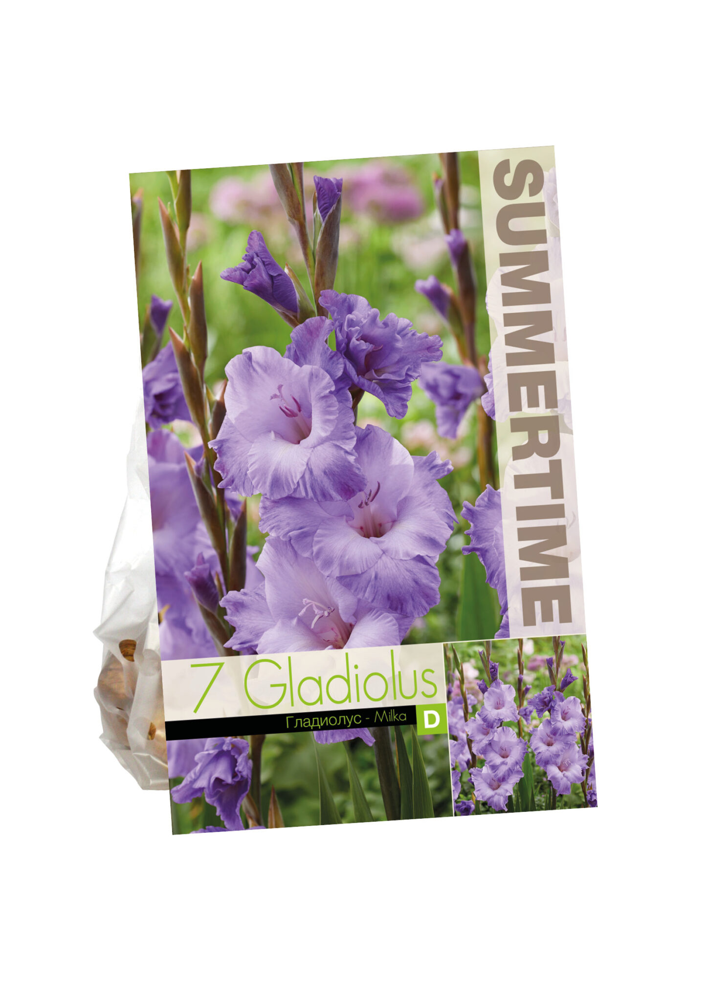 Gladiolus Milka