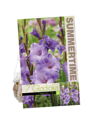 Gladiolus Milka
