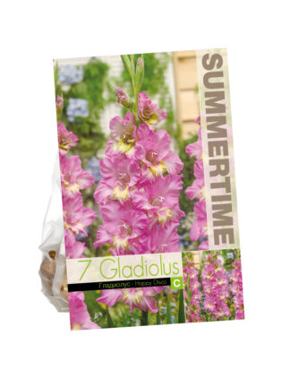 Gladiolus Happy Disco