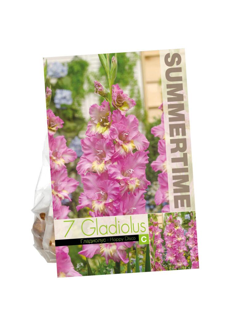 Gladiolus Happy Disco