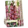 Gladiolus Rusty Chesnut Brown