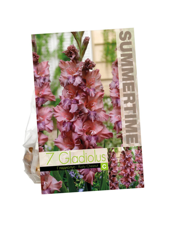 Gladiolus Rusty Chesnut Brown