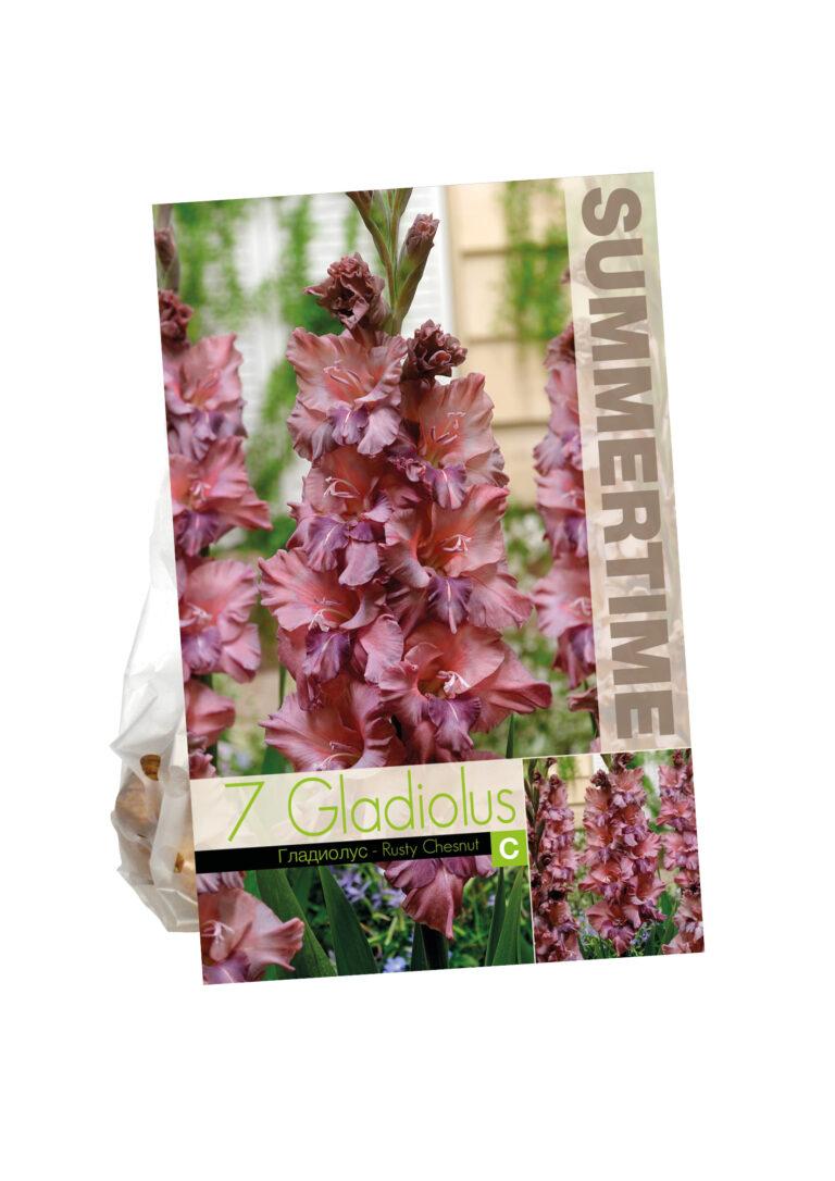 Gladiolus Rusty Chesnut Brown