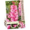 Gladiolus Violet King