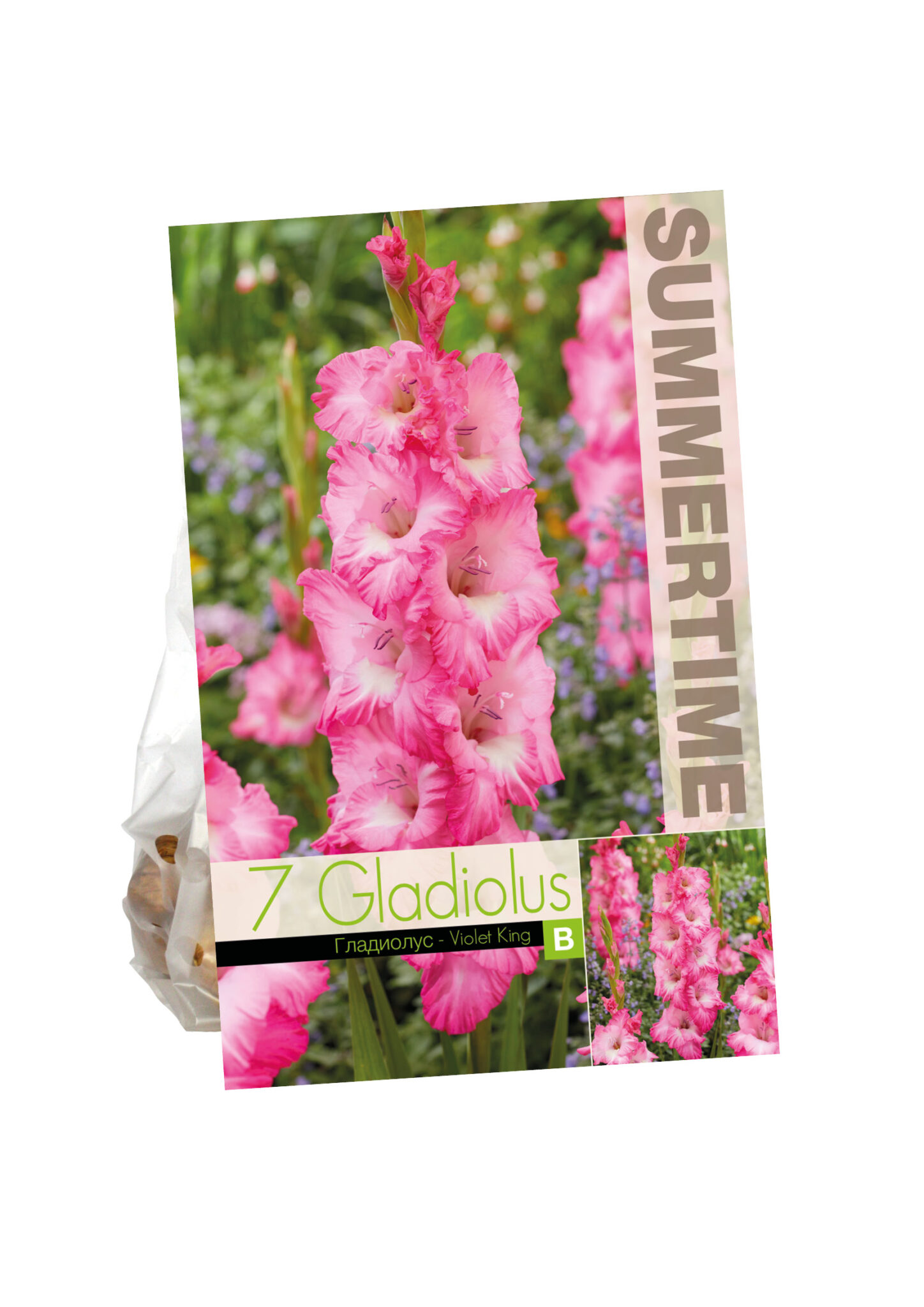 Gladiolus Violet King