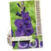 Gladiolus Purple Flora