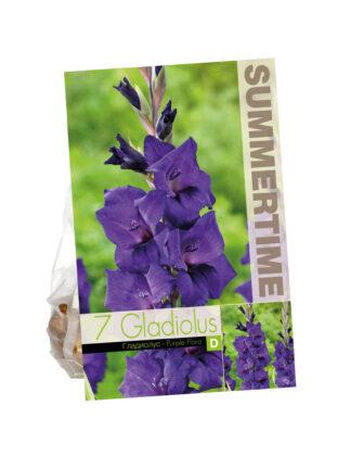 Gladiolus Purple Flora