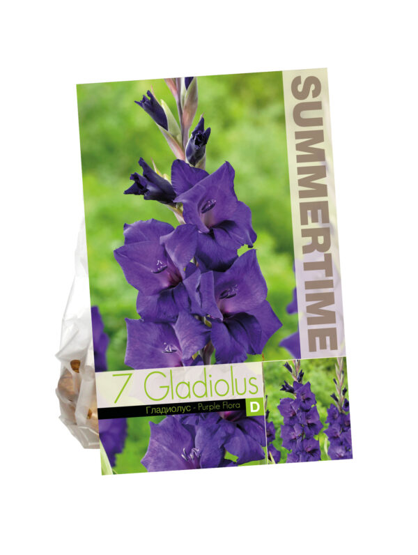 Gladiolus Purple Flora