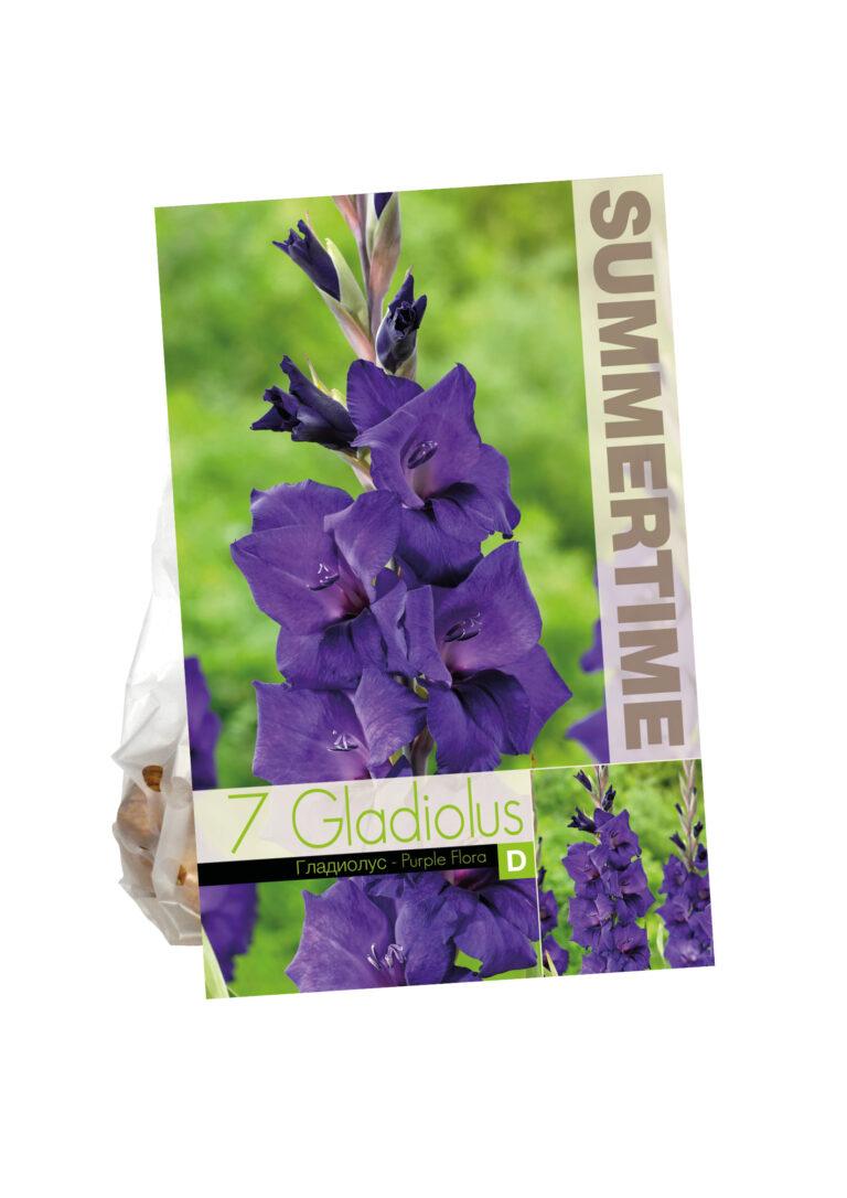 Gladiolus Purple Flora