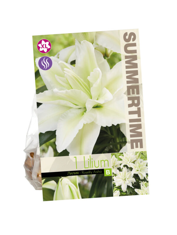 Lilium Roselily Aisha