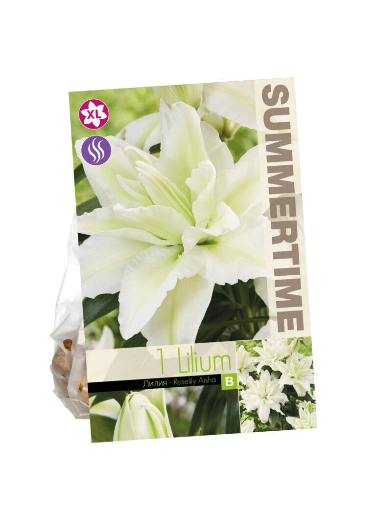Lilium Roselily Aisha