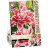 Lilium Roselily Samantha