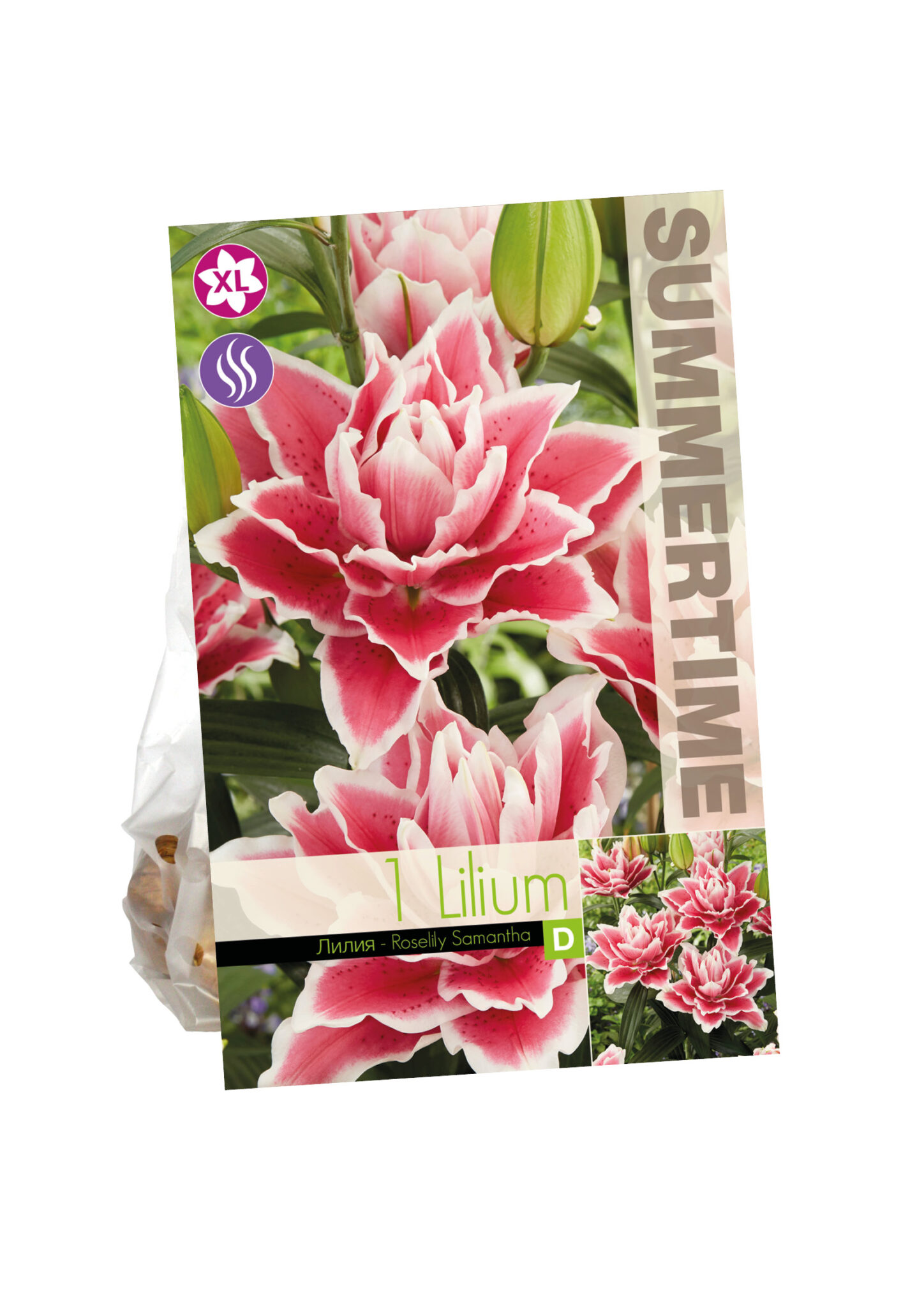 Lilium Roselily Samantha