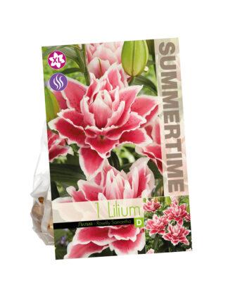 Lilium Roselily Samantha