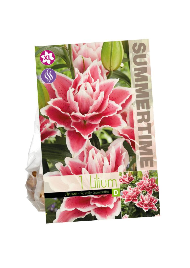 Lilium Roselily Samantha
