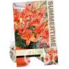 Lilium Abbeville's Pride