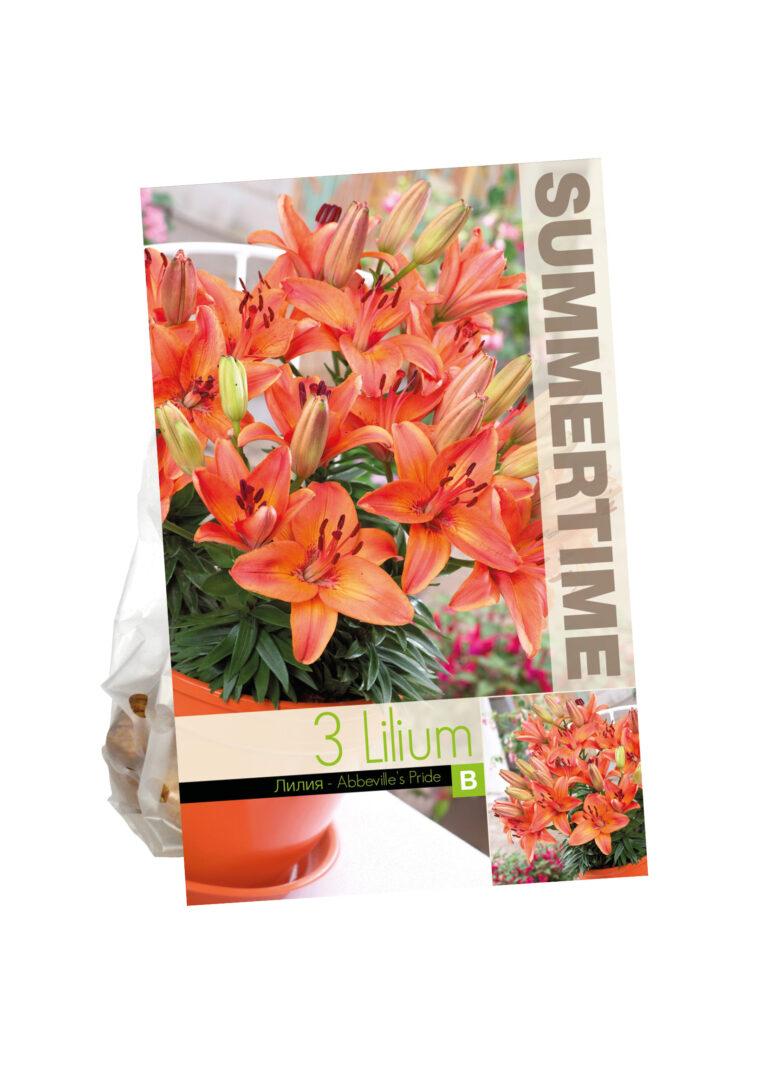 Lilium Abbeville's Pride