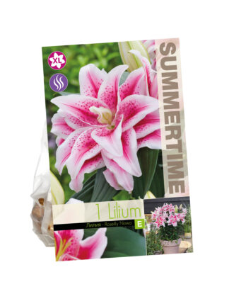 Lilium Roselily Nowa