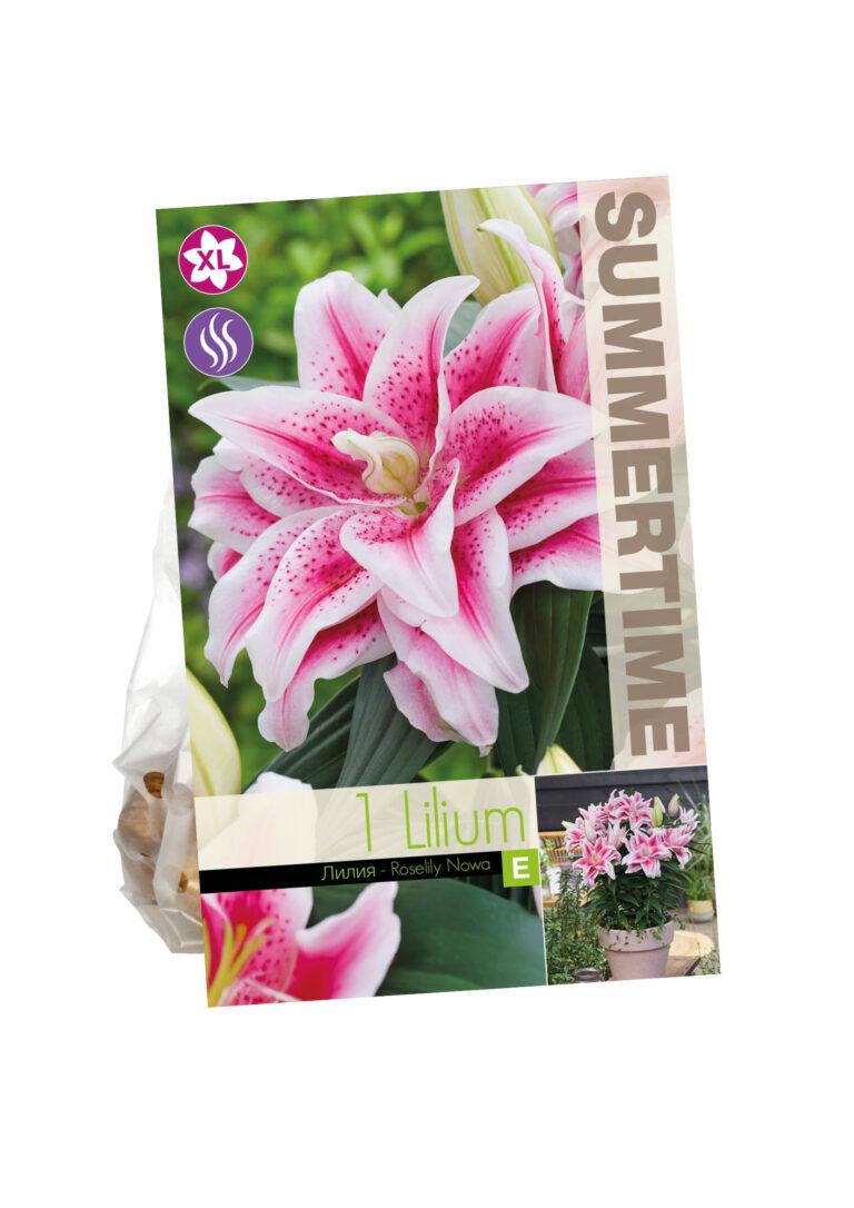 Lilium Roselily Nowa