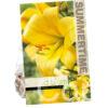 Lilium Yellow Planet