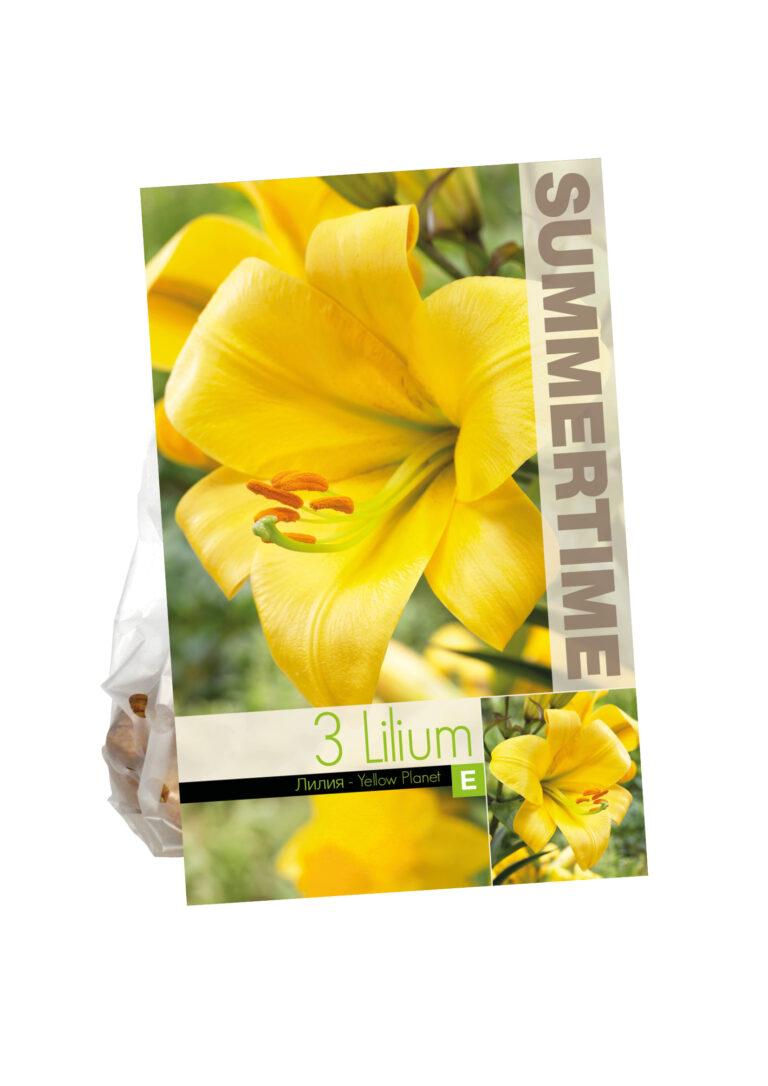 Lilium Yellow Planet