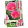 Zantedeschia Captain Samba