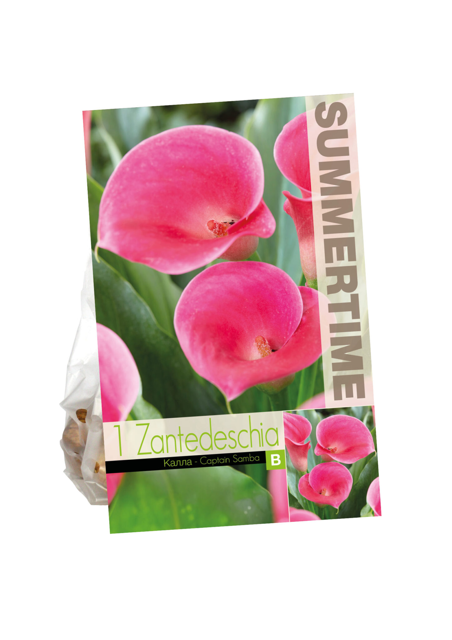 Zantedeschia Captain Samba