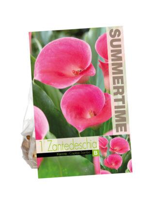 Zantedeschia Captain Samba