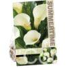 Zantedeschia Captain Ventura