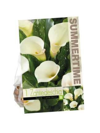 Zantedeschia Captain Ventura