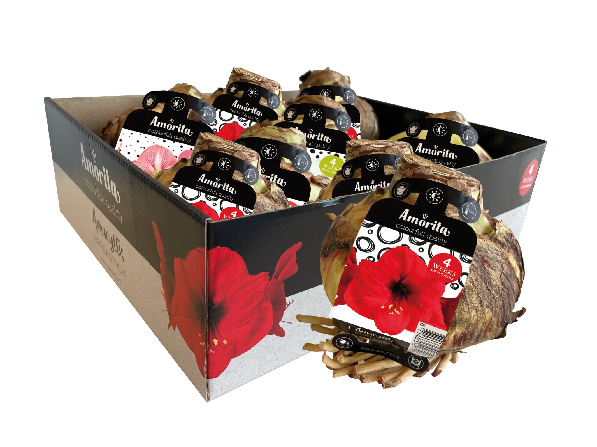 Amorita Essentials Mix Assortment