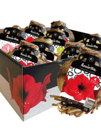 Amorita Essentials Mix Assortment