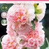 Alcea Salmon