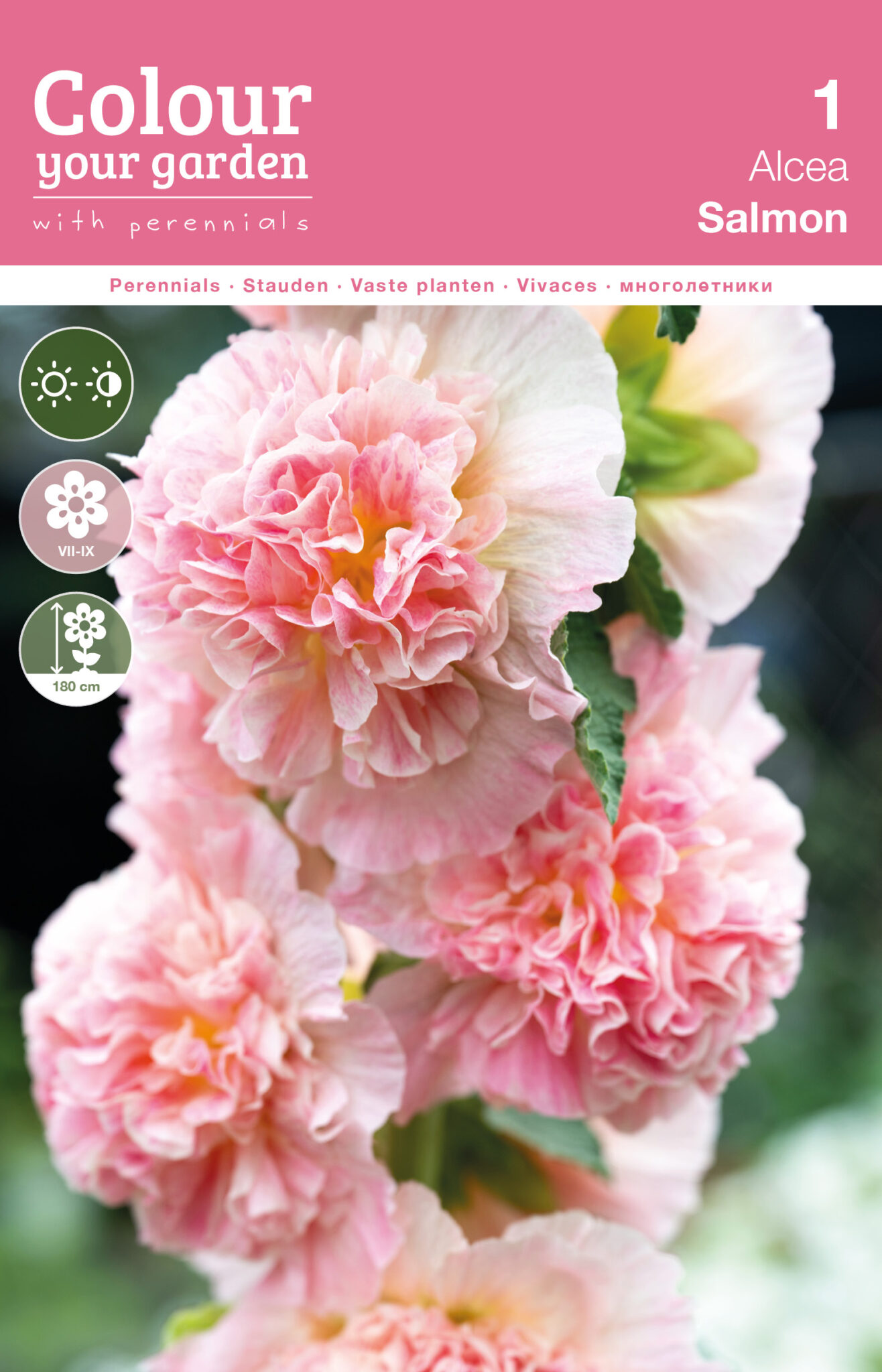 Alcea Salmon