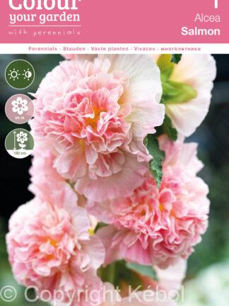 Alcea Salmon