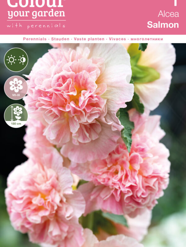 Alcea Salmon