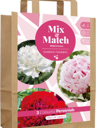 Mix & Match Trio of Grace