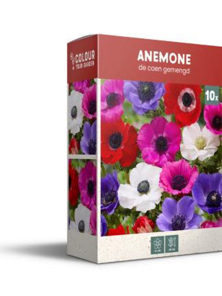 CyG Pocket Box Anemone