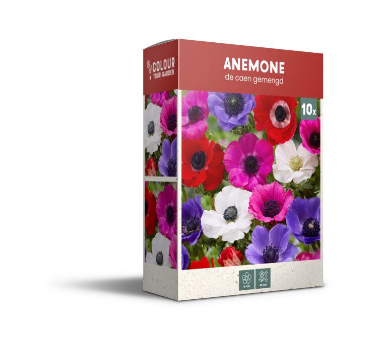 CyG Pocket Box Anemone