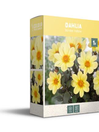 CyG Pocket Box Dahlia