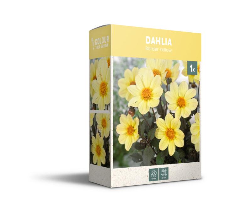 CyG Pocket Box Dahlia