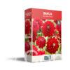 CyG Pocket Box Dahlia