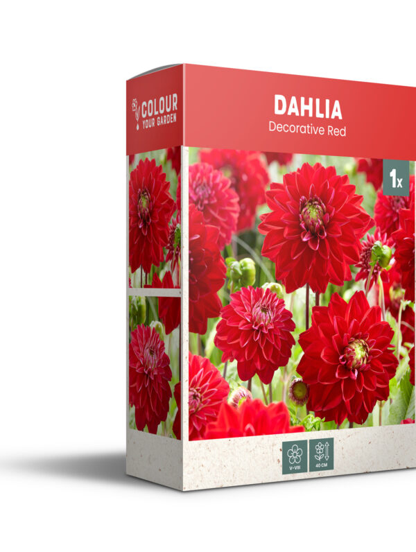 CyG Pocket Box Dahlia
